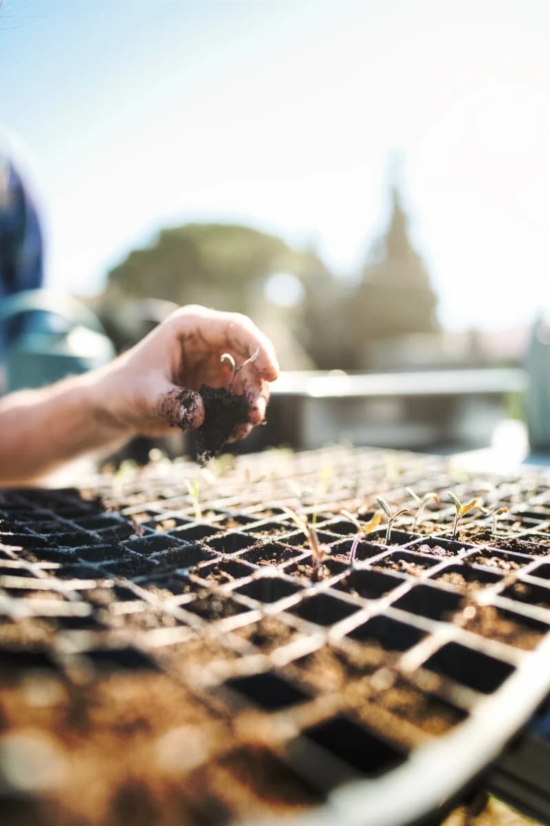 Main plantant un jeune pouce dans la terre, symbolisant le début d'une croissance
